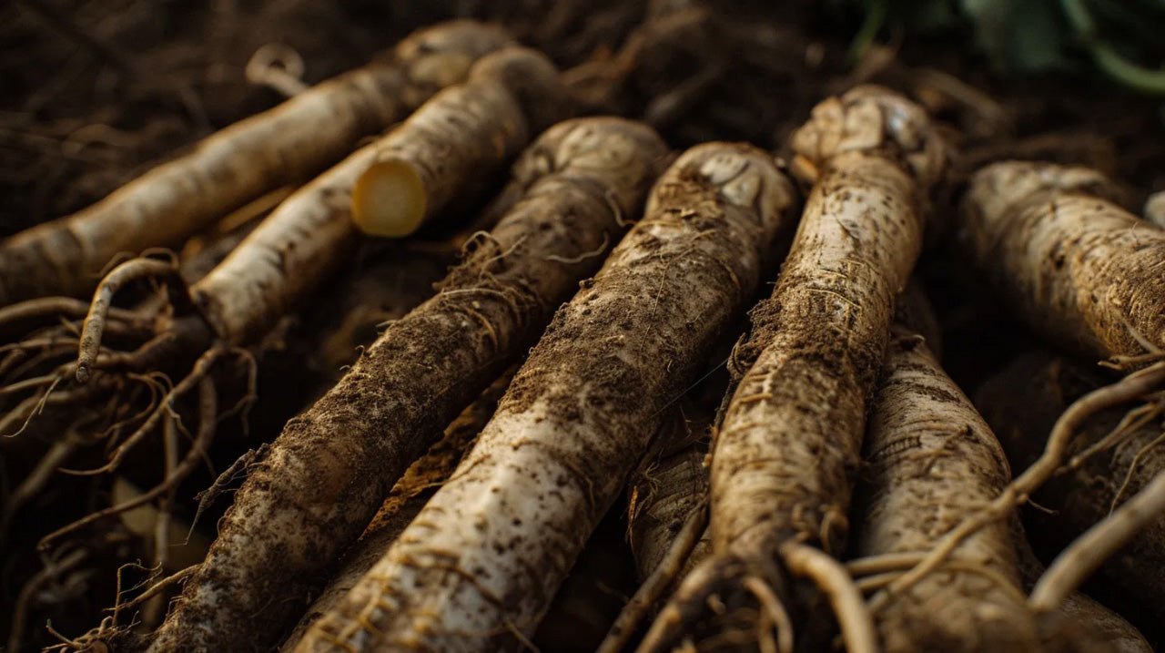 Using Burdock Root for Kidney Health Using Burdock Root for Kidney Health