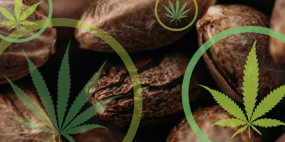 Hemp Seed vs Hemp Oil What do we want from our oil? Keola Life, LLC