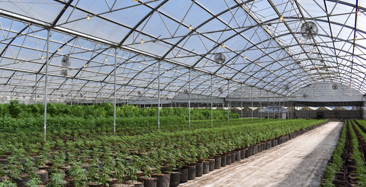 Hemp vs. Cannabis: What Science Actually Says About the Difference