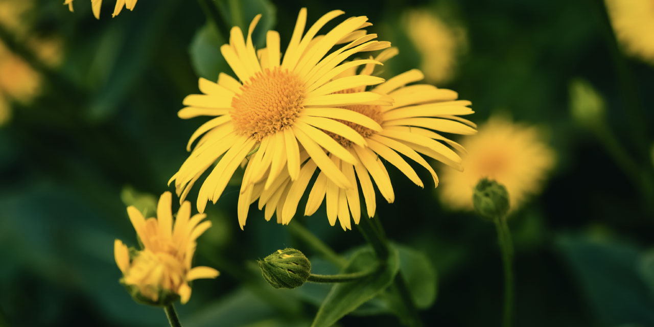 Arnica, natures soothing gift for pain relief.