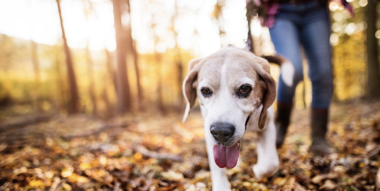 Unleashing the Potential Benefits of CBD for Dogs