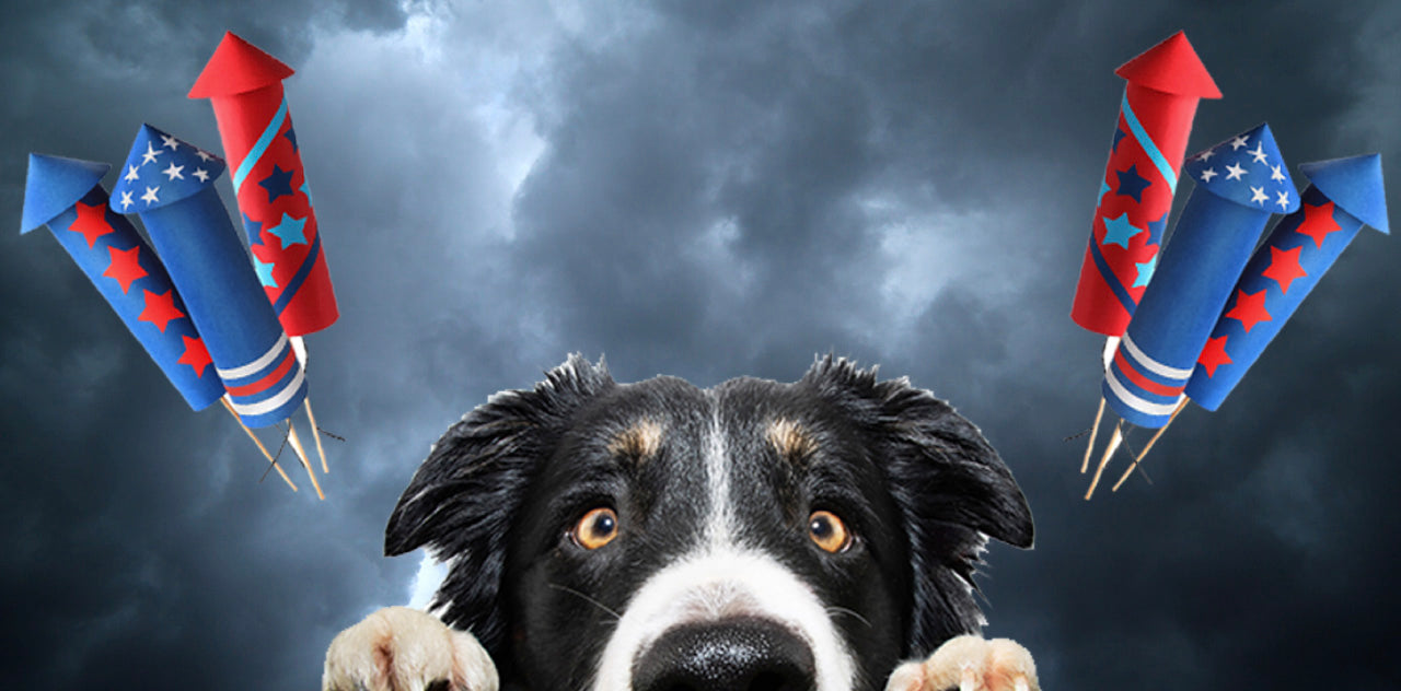 Understanding Canine Fear: Why Dogs Are Afraid of Loud Noises and How to Help Them Feel Safe
