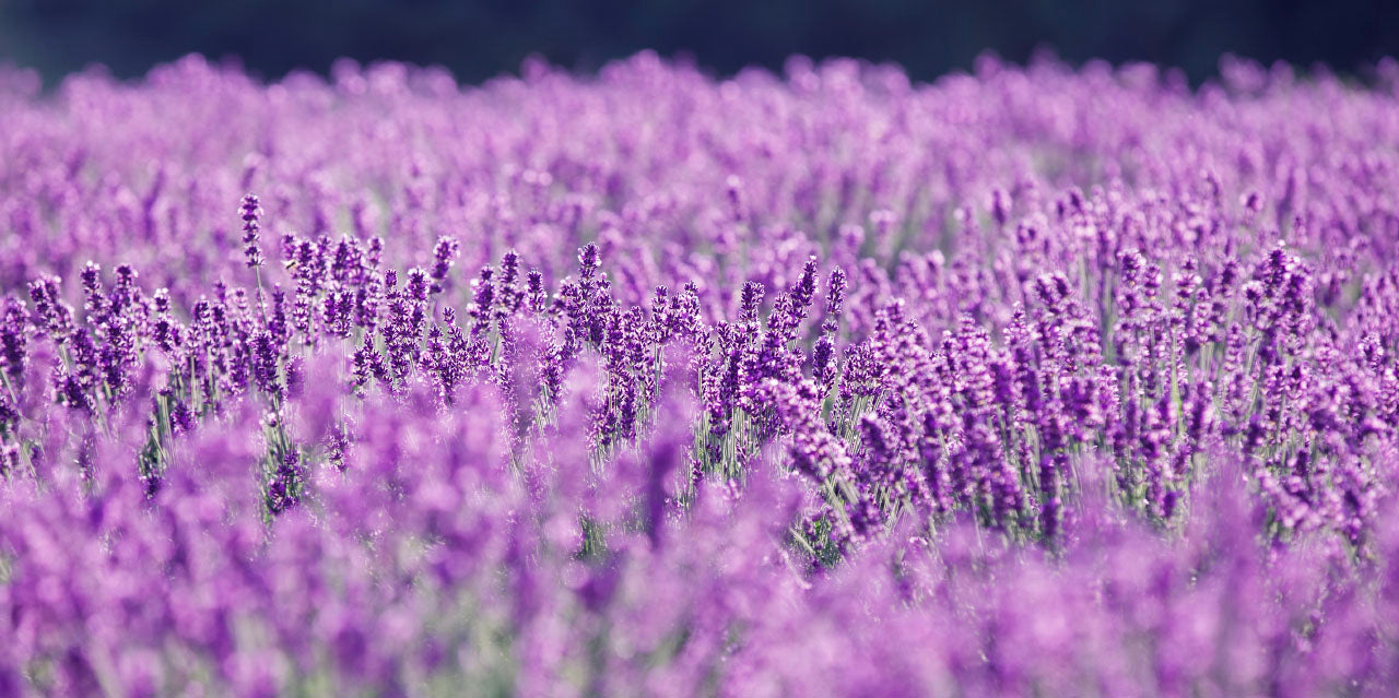 Tranquil Magic: Linalool Terpene Effects and Benefits